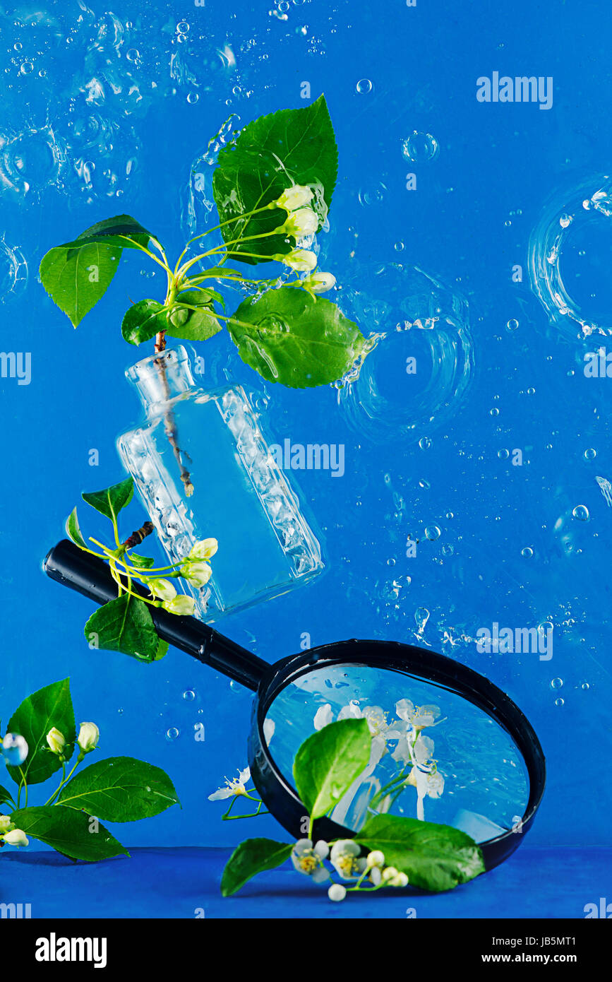 Lupe und eine Flass Flasche mit Frühlingsblumen von Vogel-Kirsche und Apfelbaum im Spritzwasser auf blauem Hintergrund Stockfoto