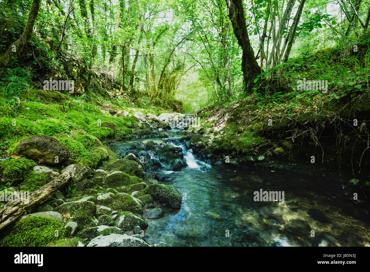 Lebendige Gr ne Wald W lder Fotos Und Bildmaterial In Hoher Aufl sung lebendige-gr-ne-wald-w-lder-fotos-und-bildmaterial-in-hoher-aufl-sung