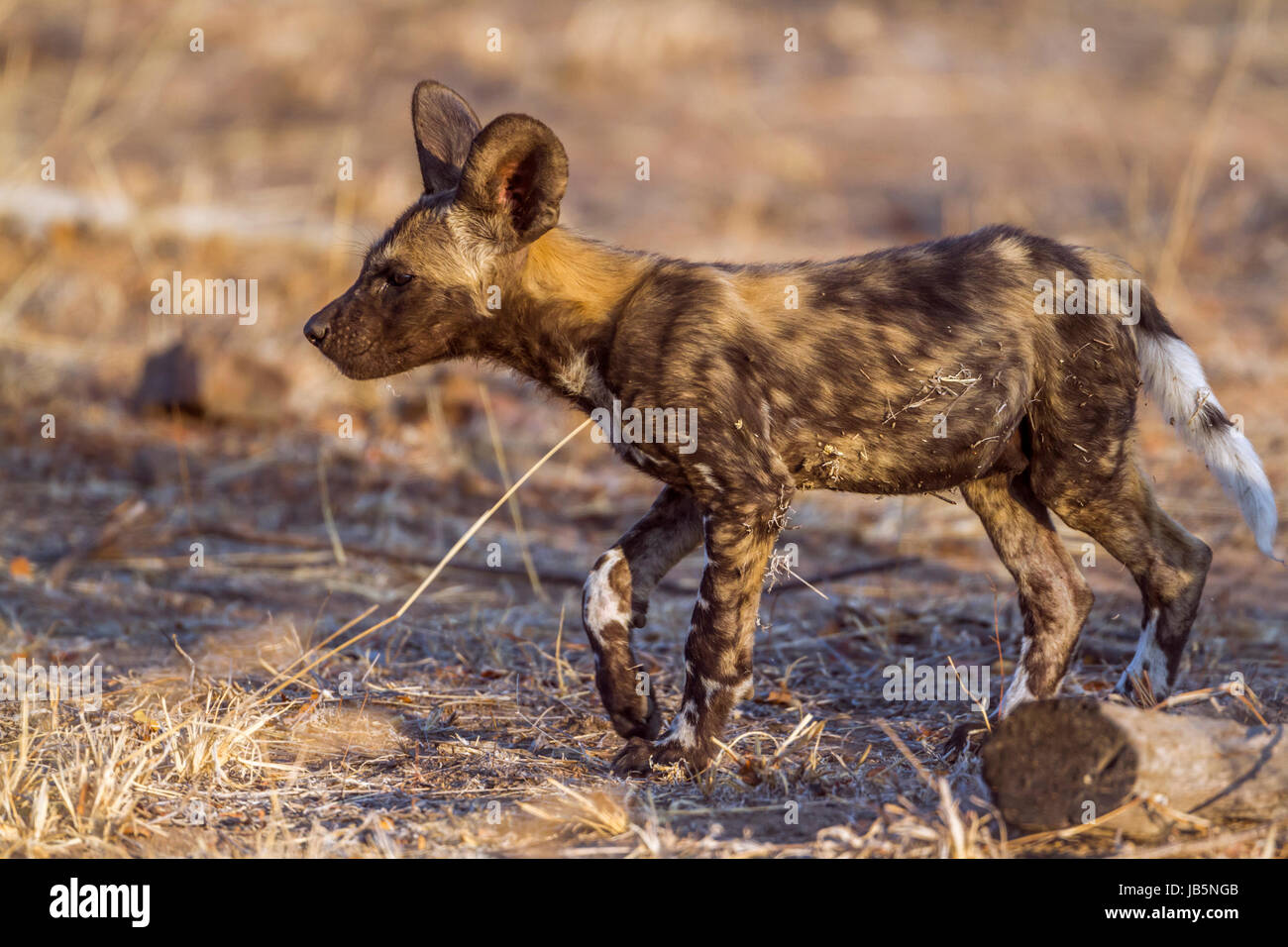 Afrikanischer Wildhund im Krüger-Nationalpark, Südafrika; Specie LYKAON Pictus Familie Canidae Stockfoto