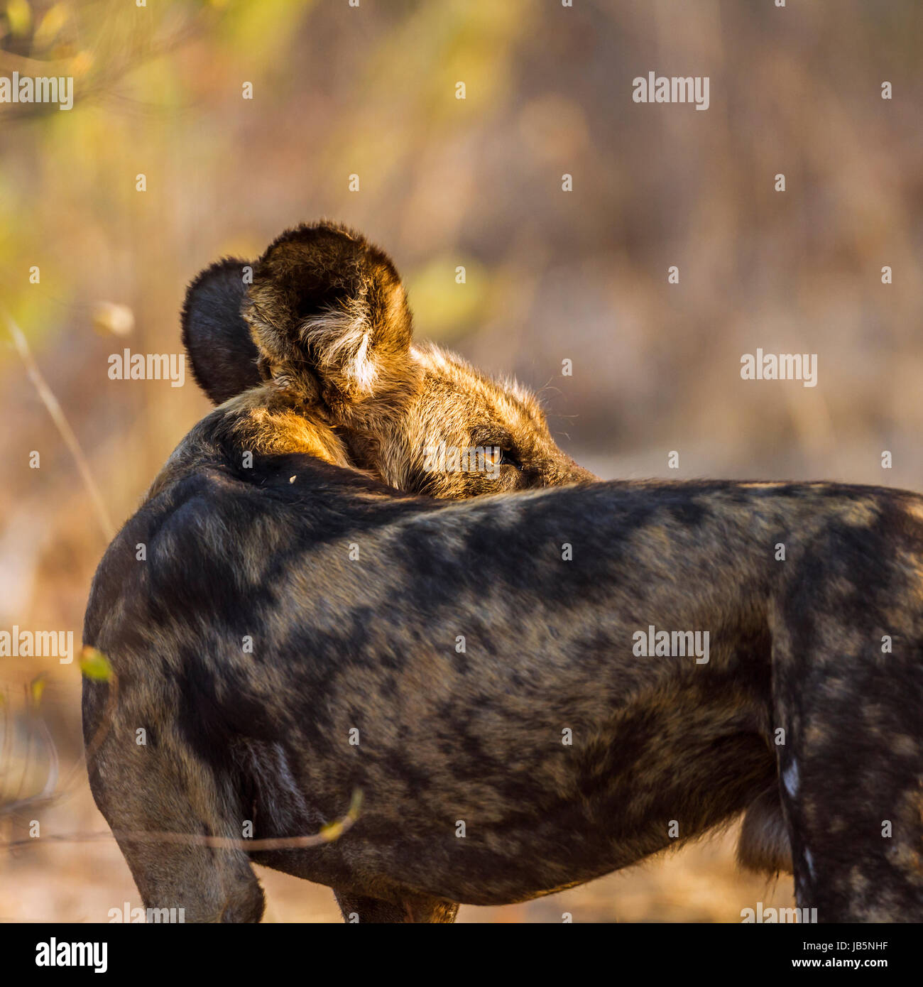 Afrikanischer Wildhund im Krüger-Nationalpark, Südafrika; Specie LYKAON Pictus Familie Canidae Stockfoto