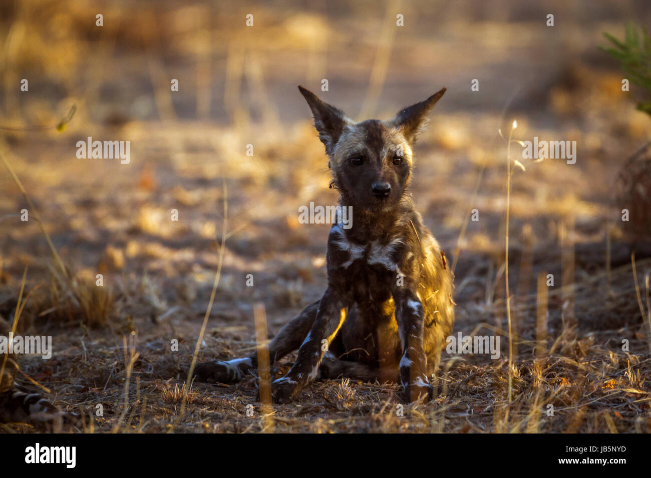 Afrikanischer Wildhund im Krüger-Nationalpark, Südafrika; Specie LYKAON Pictus Familie Canidae Stockfoto