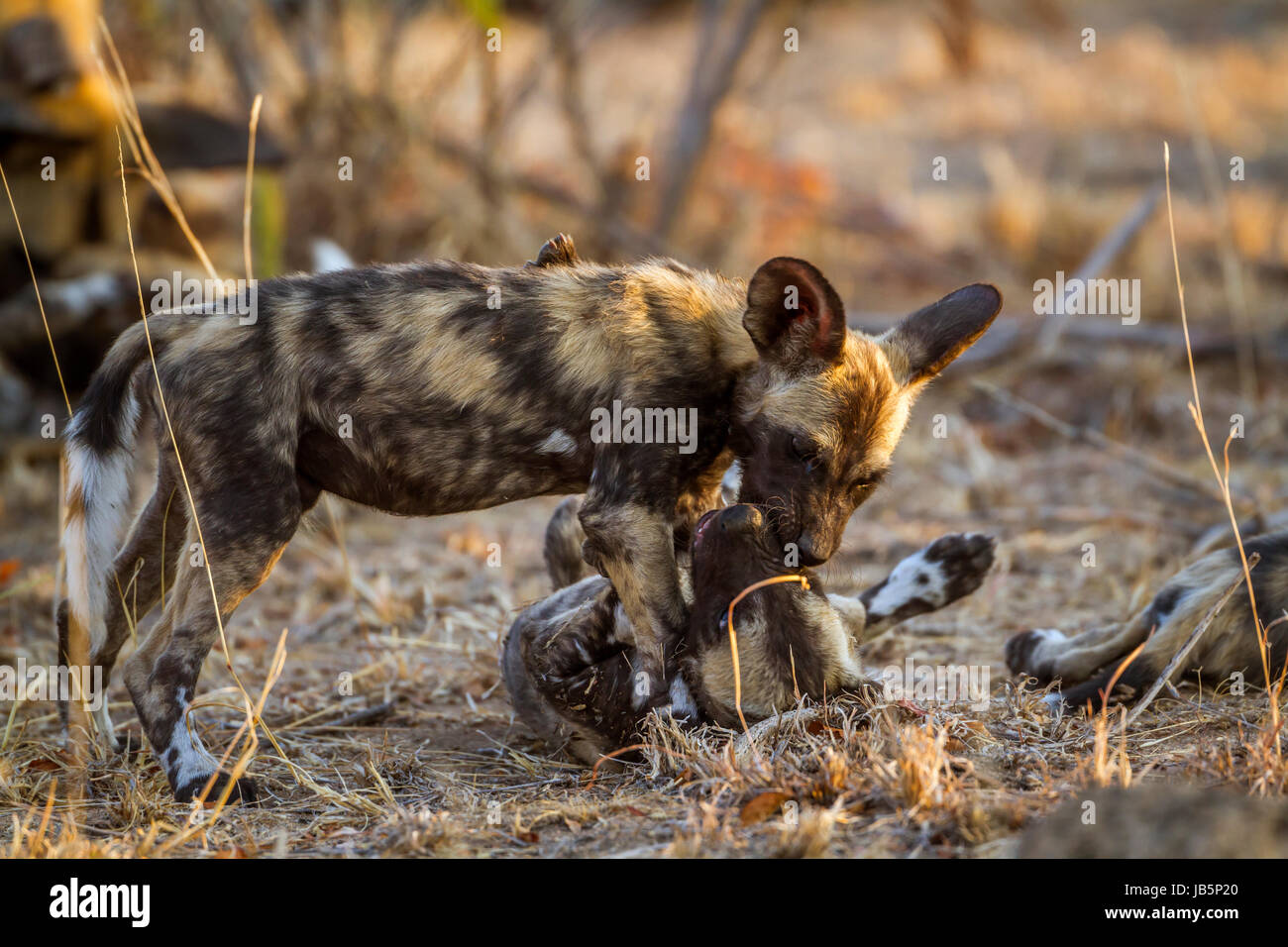 Afrikanischer Wildhund im Krüger-Nationalpark, Südafrika; Specie LYKAON Pictus Familie Canidae Stockfoto