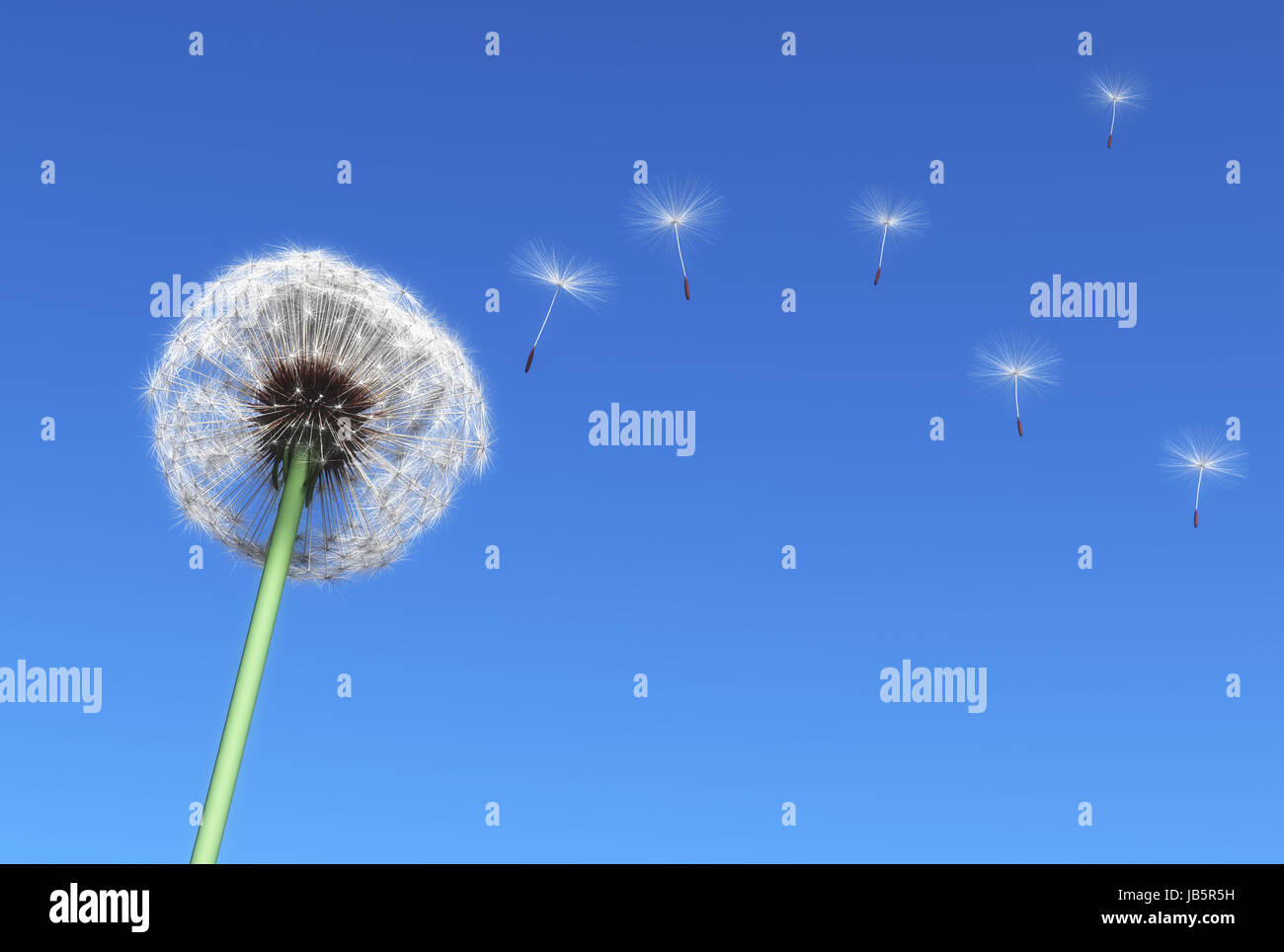 Löwenzahn und einige fliegende Samen getragen vom Wind auf einem blauen Himmel als Hintergrund Stockfoto