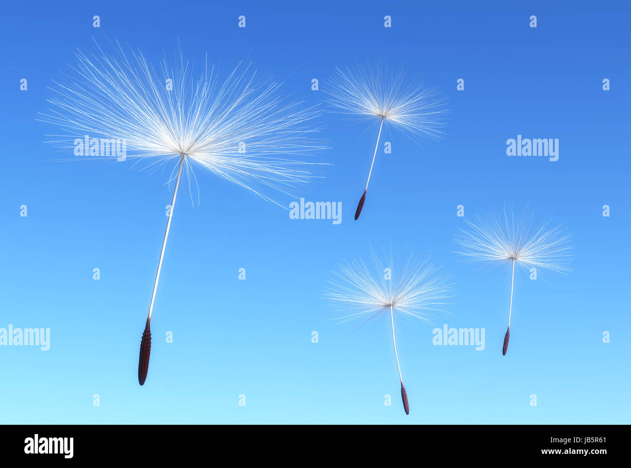 einige fliegende Samen des Löwenzahns werden durch den Wind auf einem blauen Himmel als Hintergrund durchgeführt. Stockfoto