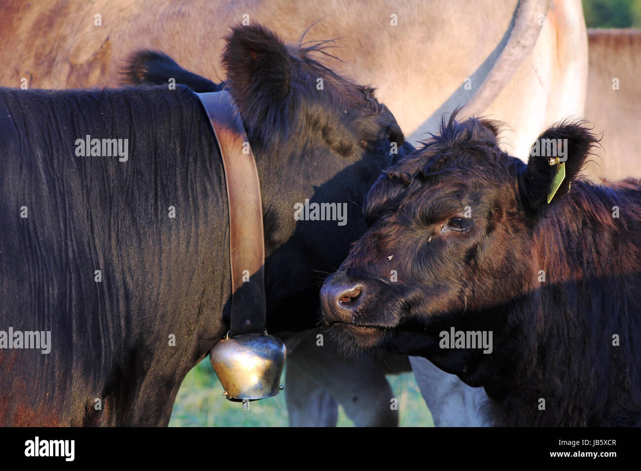 Dexter Rinder in Bayern Stockfoto