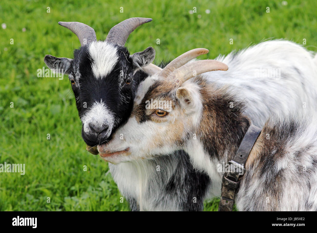 Zwei junge Ziegen kuscheln zusammen Stockfoto