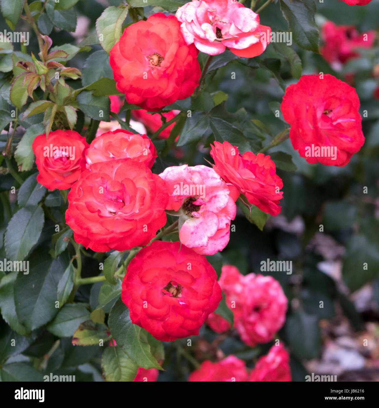 Bilder von Park der Rosen, Columbus, Ohio, USA Stockfoto