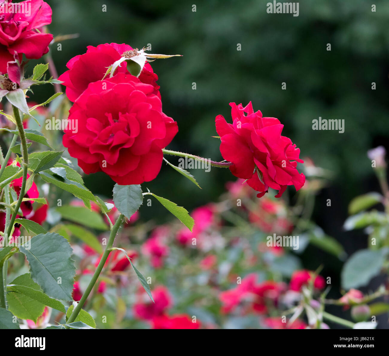 Bilder von Park der Rosen, Columbus, Ohio, USA Stockfoto