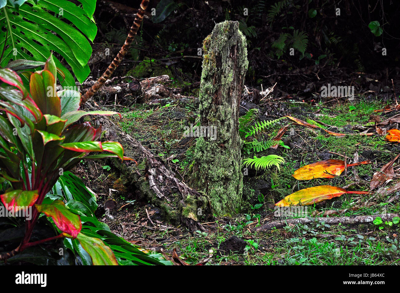 Lava-Baum Stockfoto