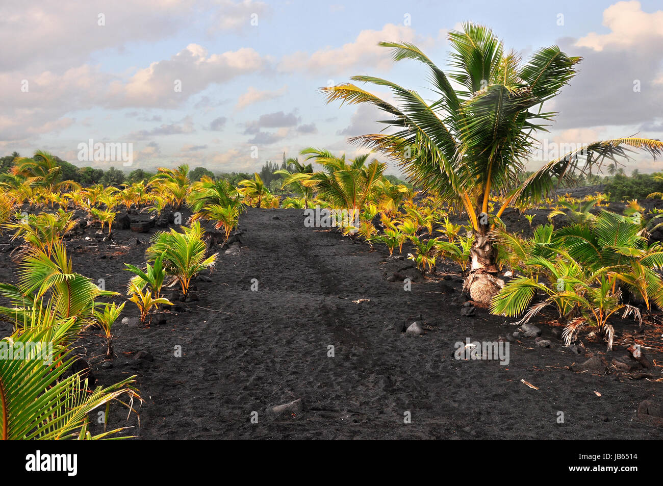 Schwarzen Sand Strand Stockfoto