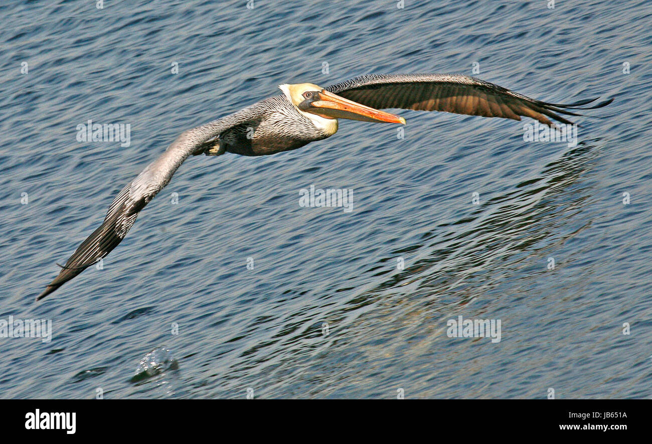 Fliegenden Pelikan Stockfoto