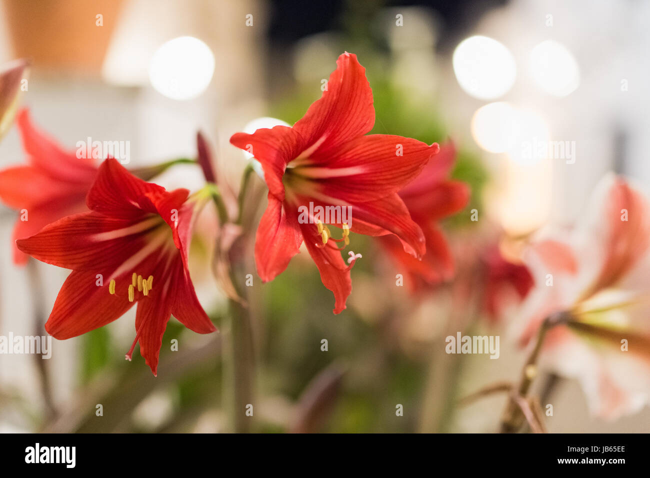 Amaryllis hippeastrum Rot schliessen in einer Stadt bei Nacht mit Lamp Post leuchtet Stockfoto