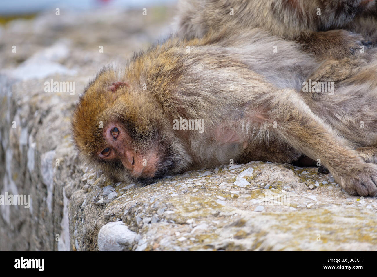 Sleepy barbary Macaque an einer Wand in die Kamera schaut. Stockfoto