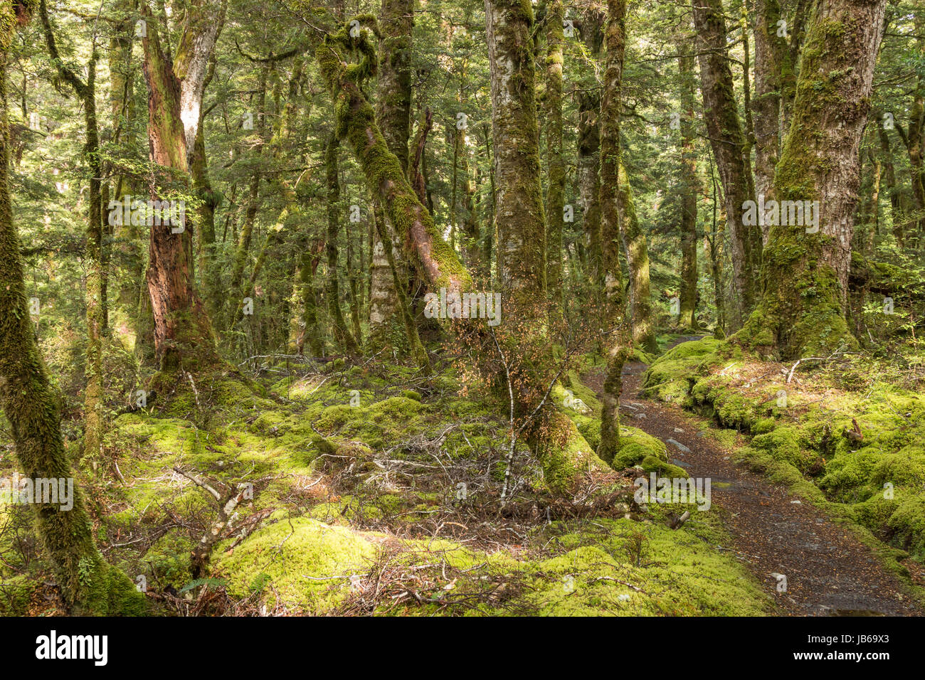 Moos bedeckt Wälder auf dem berühmten Kepler Track Great Walk, auf Neuseelands Südinsel - eine beliebte Touristenattraktion, Stockfoto