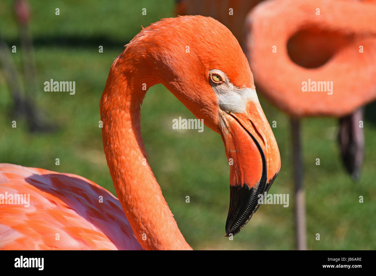 Nahaufnahme der Seite Profilbildnis von rosa orange Flamingo, Kopf mit Schnabel, über grünen Rasen Hintergrund, erhöhte Ansicht Stockfoto