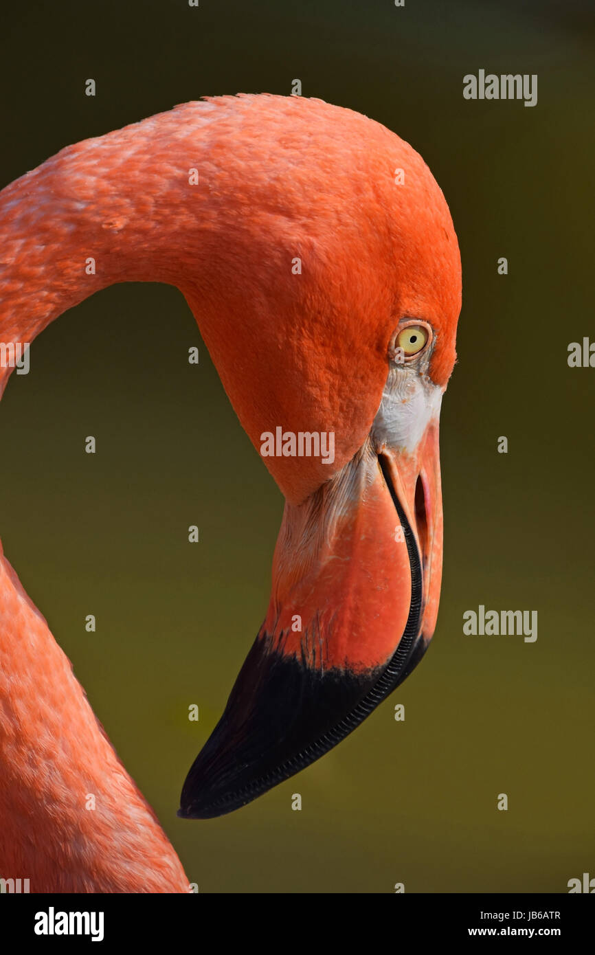Nahaufnahme Seite Profilbildnis von rosa orange Flamingo, Kopf mit Schnabel, über grüne Hintergrund des Wasser, niedrigen Winkel Ansicht Stockfoto