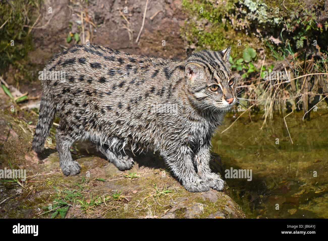 Fischen-Katze (Prionailurus Viverrinus) jagen und beobachten die Fische im Wasser, erhöhte Ansicht Stockfoto