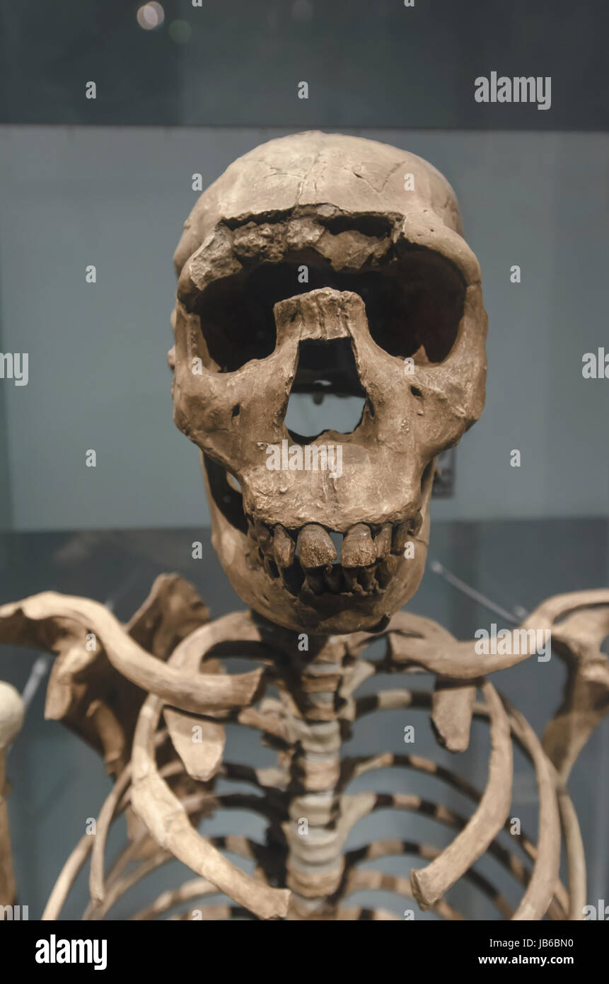 Prähistorische Skelett. Stockfoto