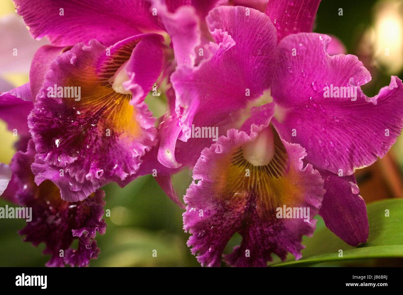 Sophrolaeliocattleya Memoria "Yoshi Tsubaki". Stockfoto