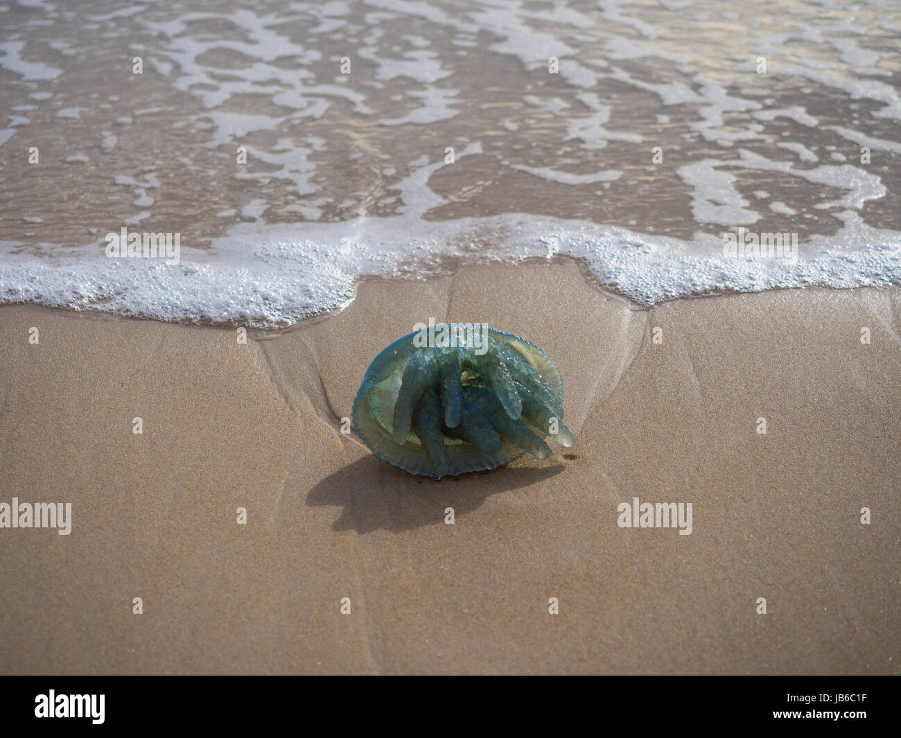 Blaue Flaschenqualle Am Strand Stockfoto Blaue Flaschenqualle Am Strand Stockfoto