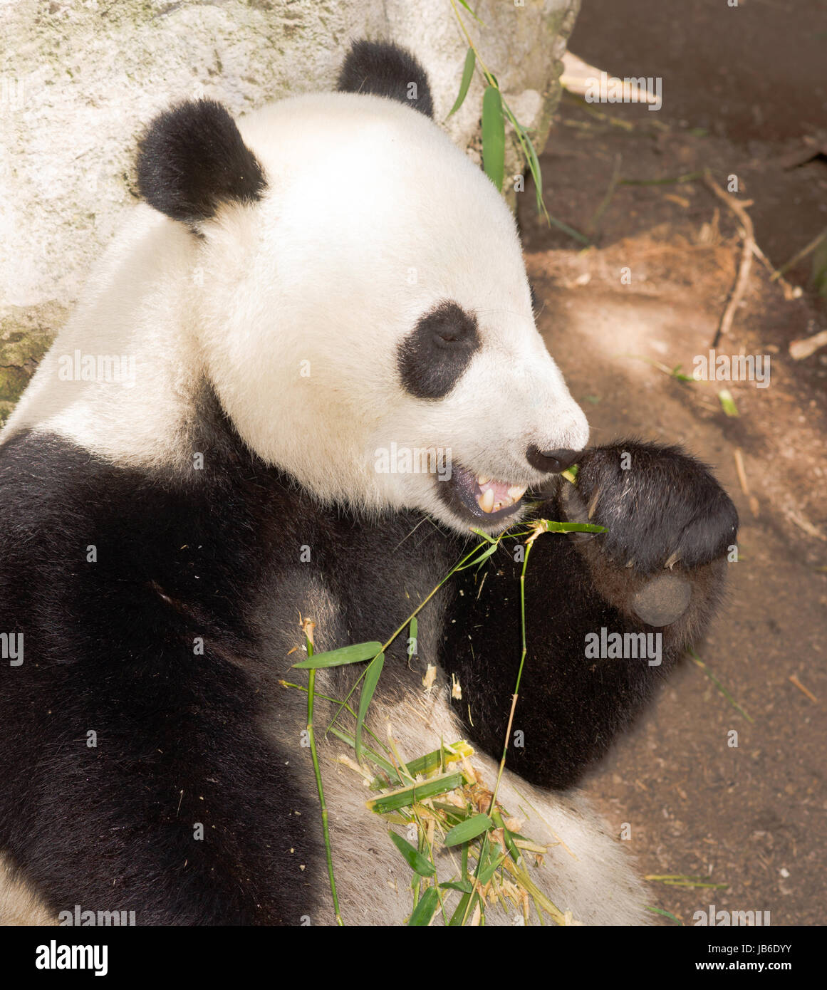 Vom Aussterben bedrohte A Giant Panda entspannt bei der Fütterung auf Bambus Stockfoto
