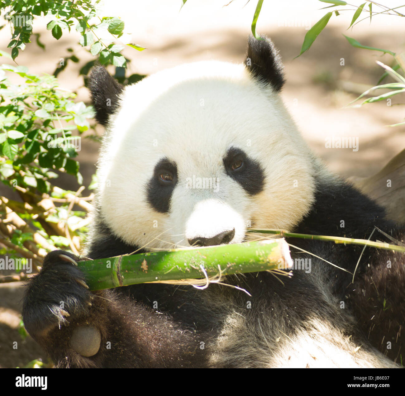 Vom Aussterben bedrohte Pandabären Essen Bambus Stiel Stockfoto