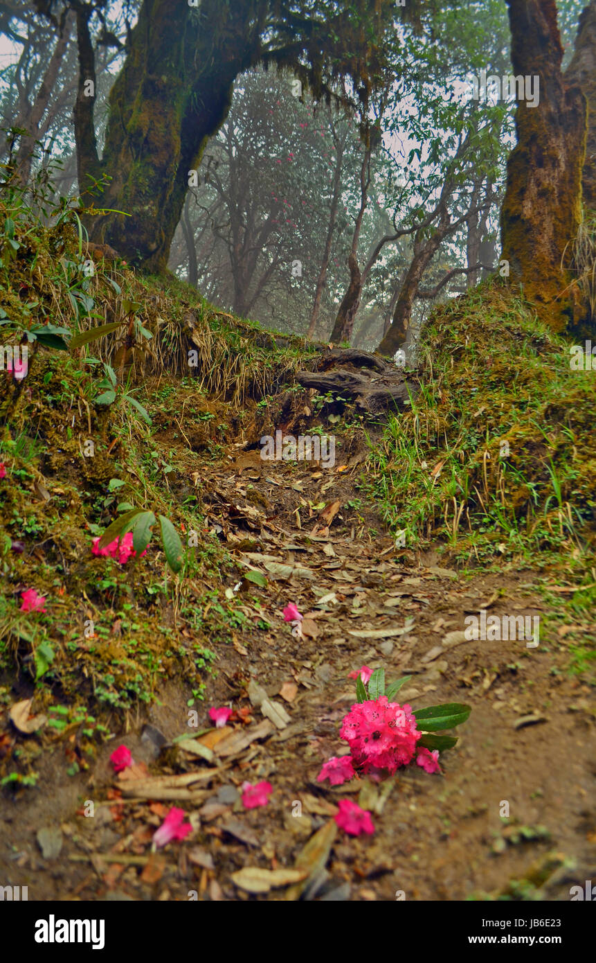 Rhododendron blüht auf der Strecke. Nepal, Annapurna-Region, Stockfoto