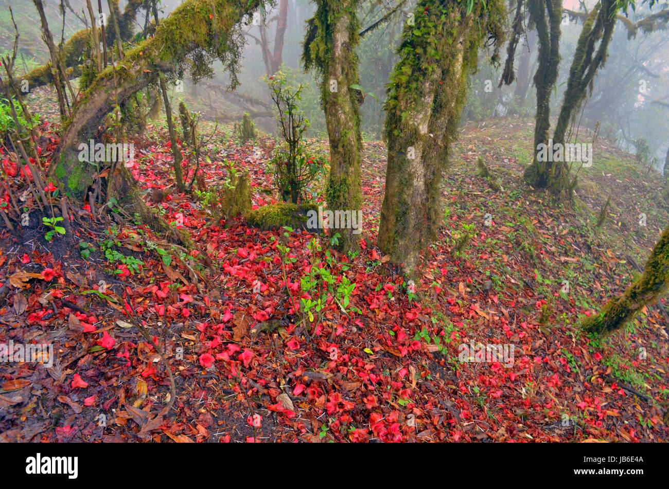 Fallenden Rhododendron-Blüten auf dem Boden. Nepal, Annapurna-Region. Stockfoto