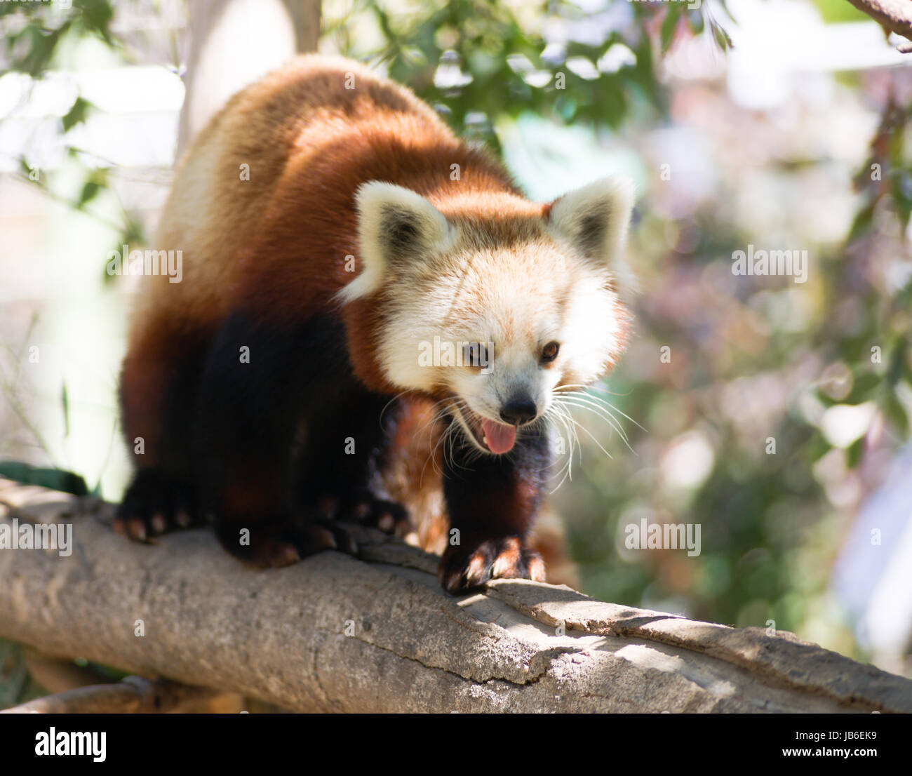 Ein Gefangener Roter Panda bewegt seine Lieblings-Baum Stockfoto