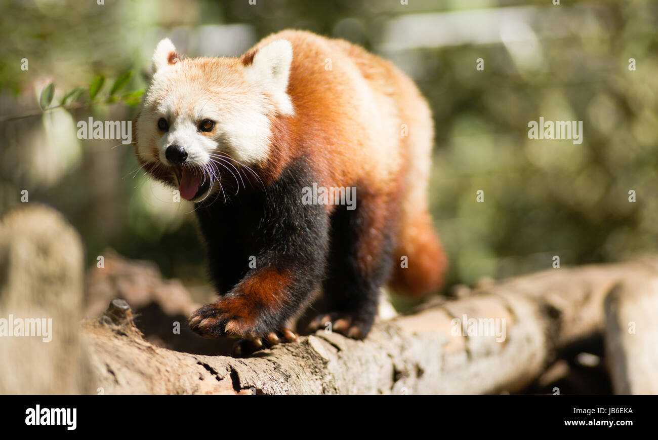 Ein Gefangener Roter Panda bewegt seine Lieblings-Baum Stockfoto