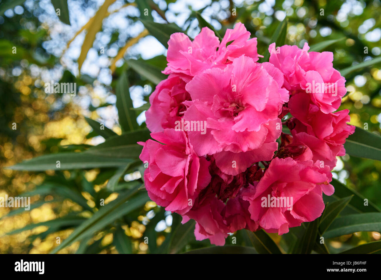 Rosa Nerium Oleander Blume am Baum im Garten Stockfoto