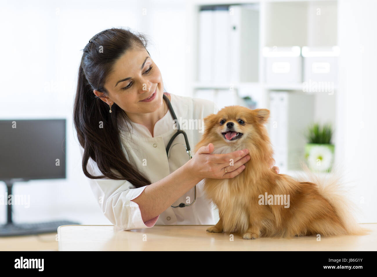 Weibliche Tierarzt untersuchen Gesundheit Spitz Hundes in Klinik Stockfoto