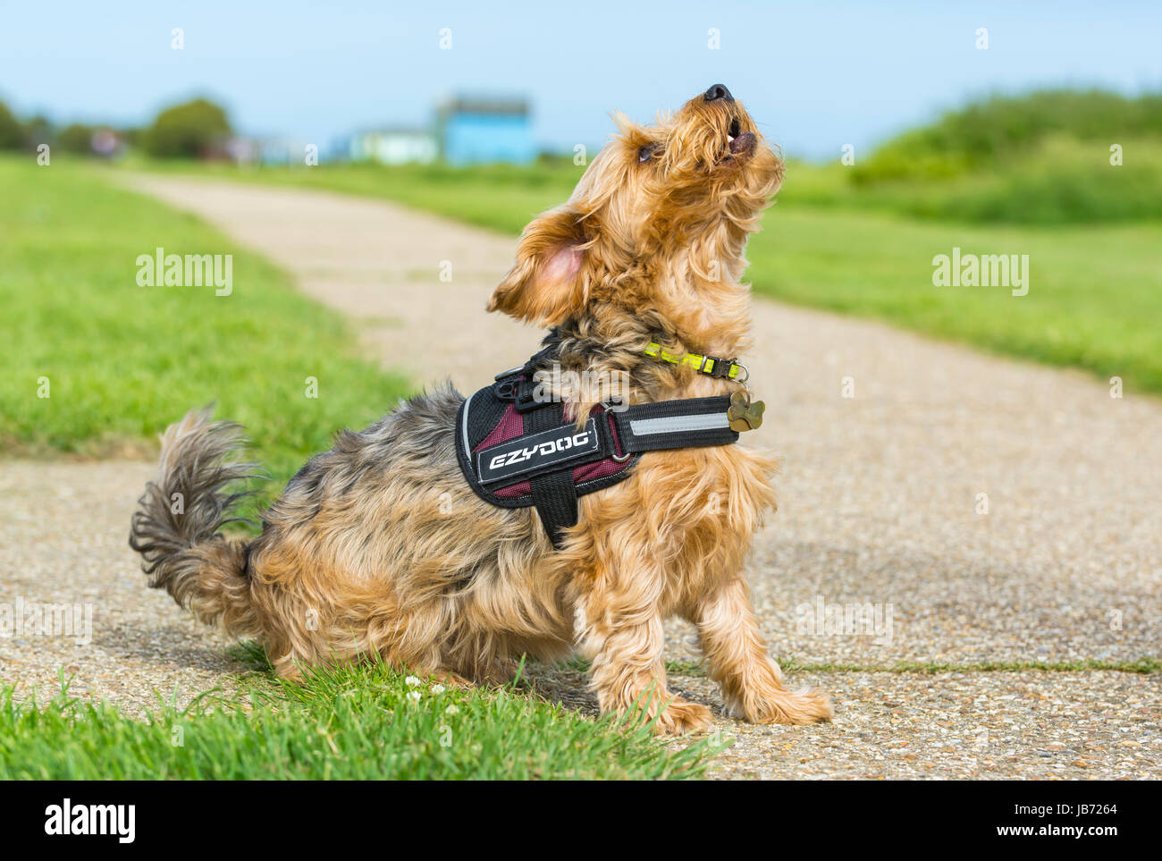 Hundesitting. Yorkshire Terrier gekreuzt mit Border Collie Hund sitzen Besitzer betrachten. Stockfoto