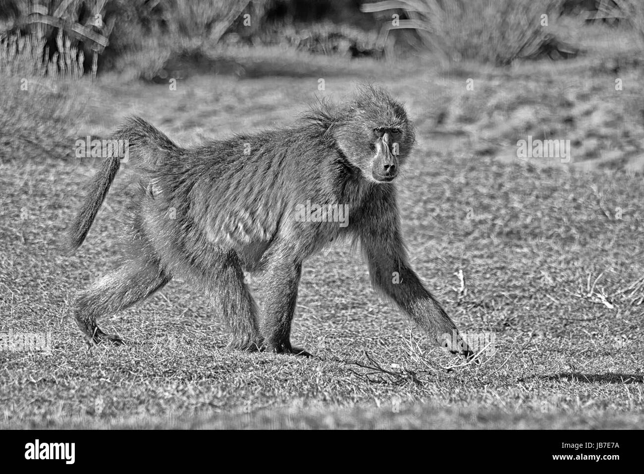 Eine männliche Chacma Pavian Wandern im südlichen afrikanischen Savanne Stockfoto