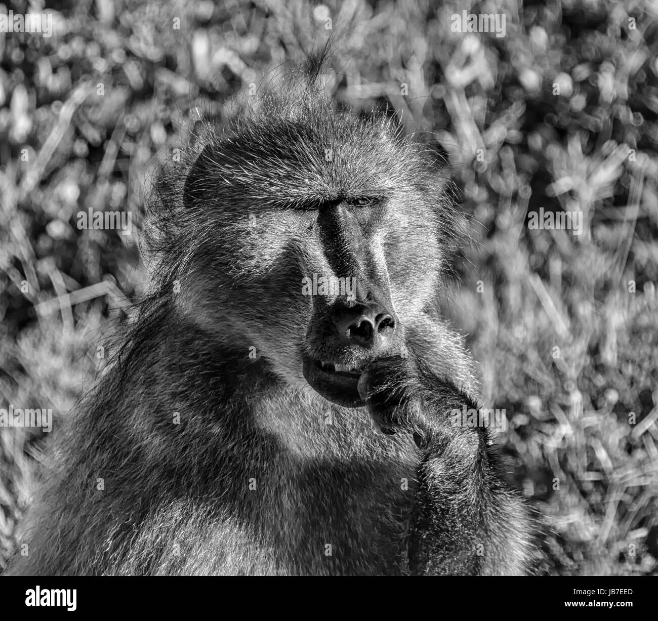 Ein Erwachsener Chacma Pavian sitzend im südlichen Afrika Stockfoto