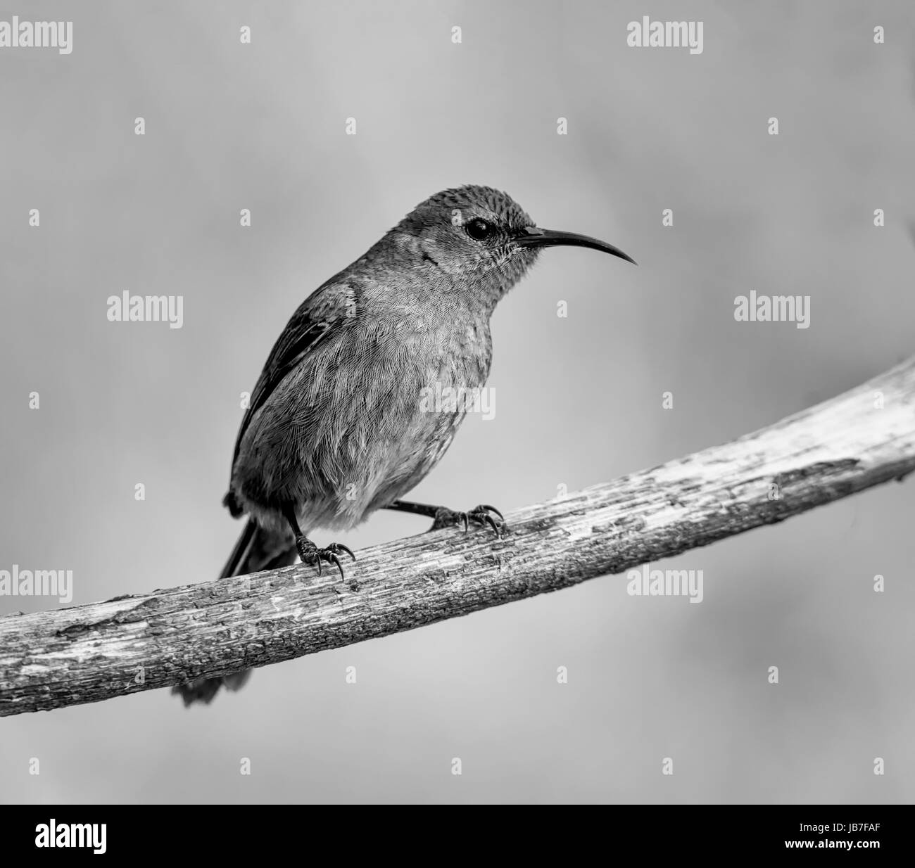 Weibliche Sunbird thront in einem toten Baum im südlichen Afrika Stockfoto