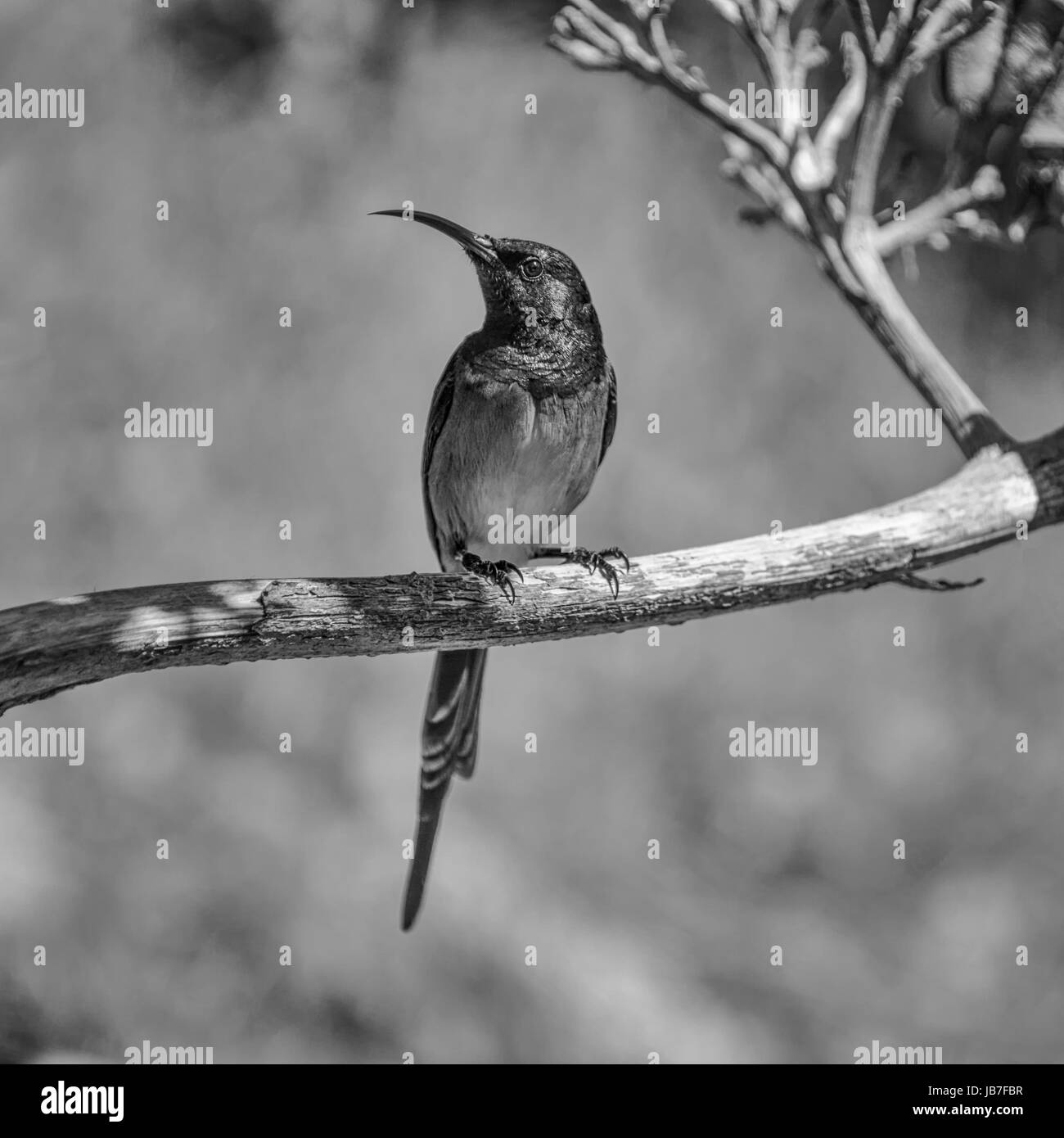 Männliche Orange-breasted Sunbird thront in einem toten Baum im südlichen Afrika Stockfoto