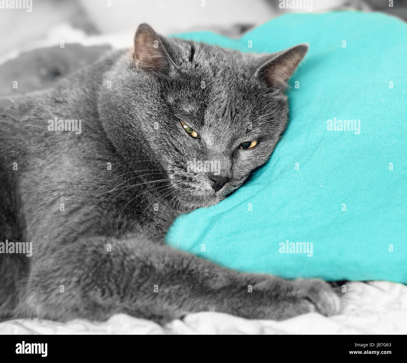 Schöne graue Katze mit gelben Augen auf blauen Kissen liegend Stockfoto