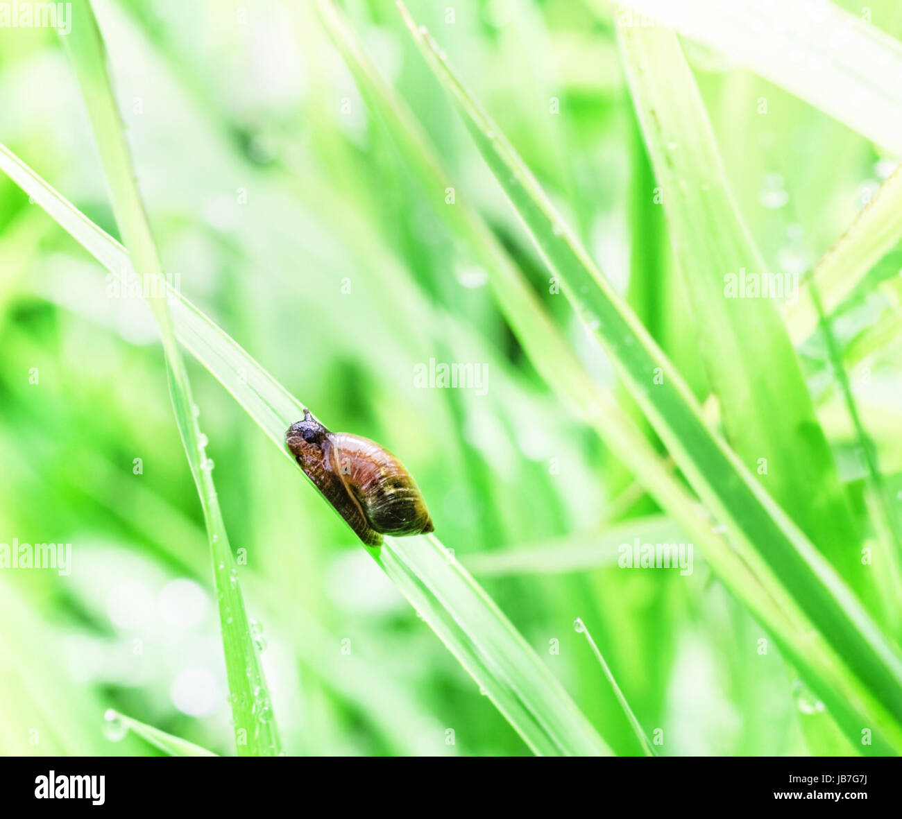 Kleine hübsche Schnecke kriecht Sheet an regnerischen Sommertag Stockfoto