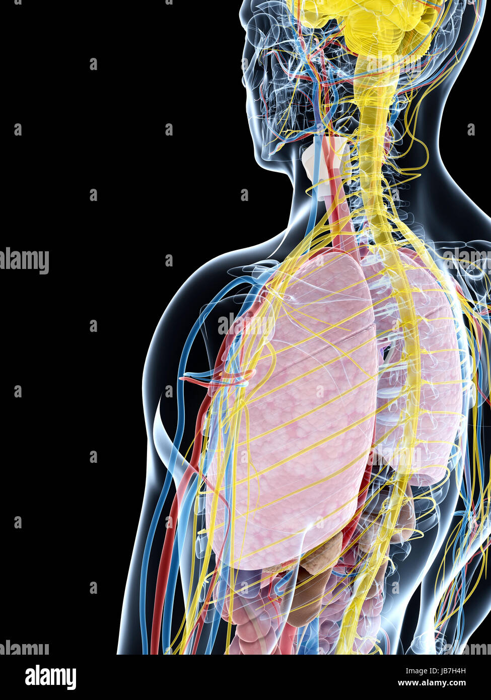 3D gerenderte Darstellung der männlichen Anatomie Stockfoto