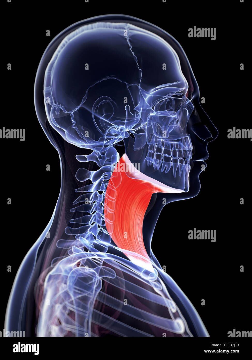 3D gerenderte Darstellung der Platysma Muskel Stockfoto