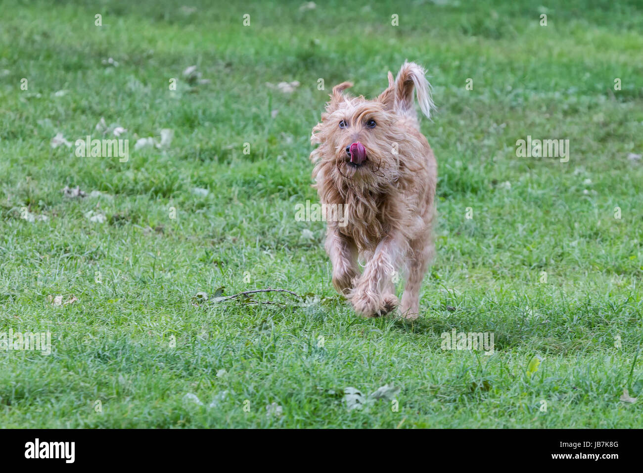 Irish Terrier läuft auf die Kamera. Abington Park, Northampton. Stockfoto