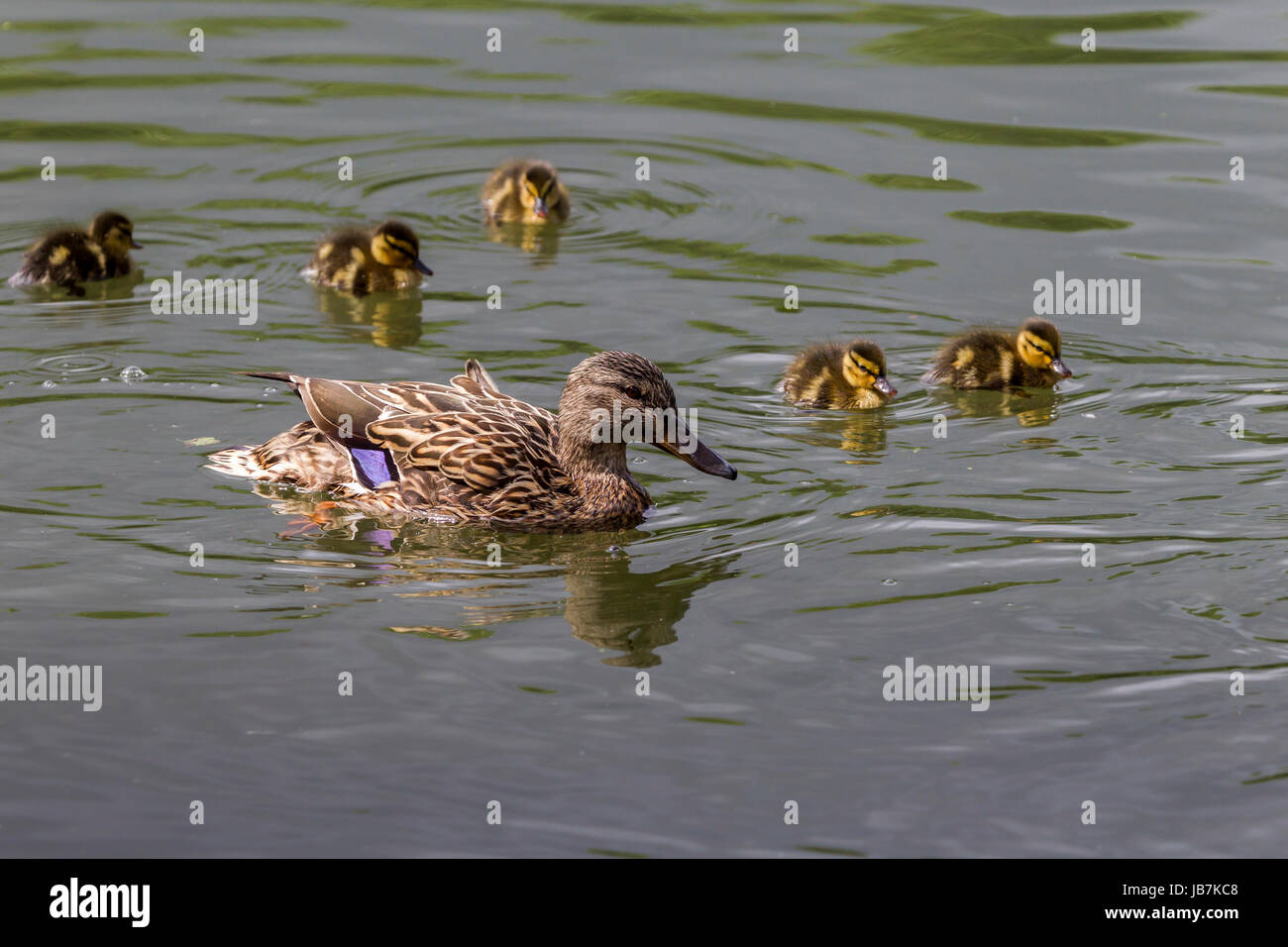 Stockente. Anas Platyrhynchos (Anatidae) Familie am See in Abington Park, Northampton. Stockfoto