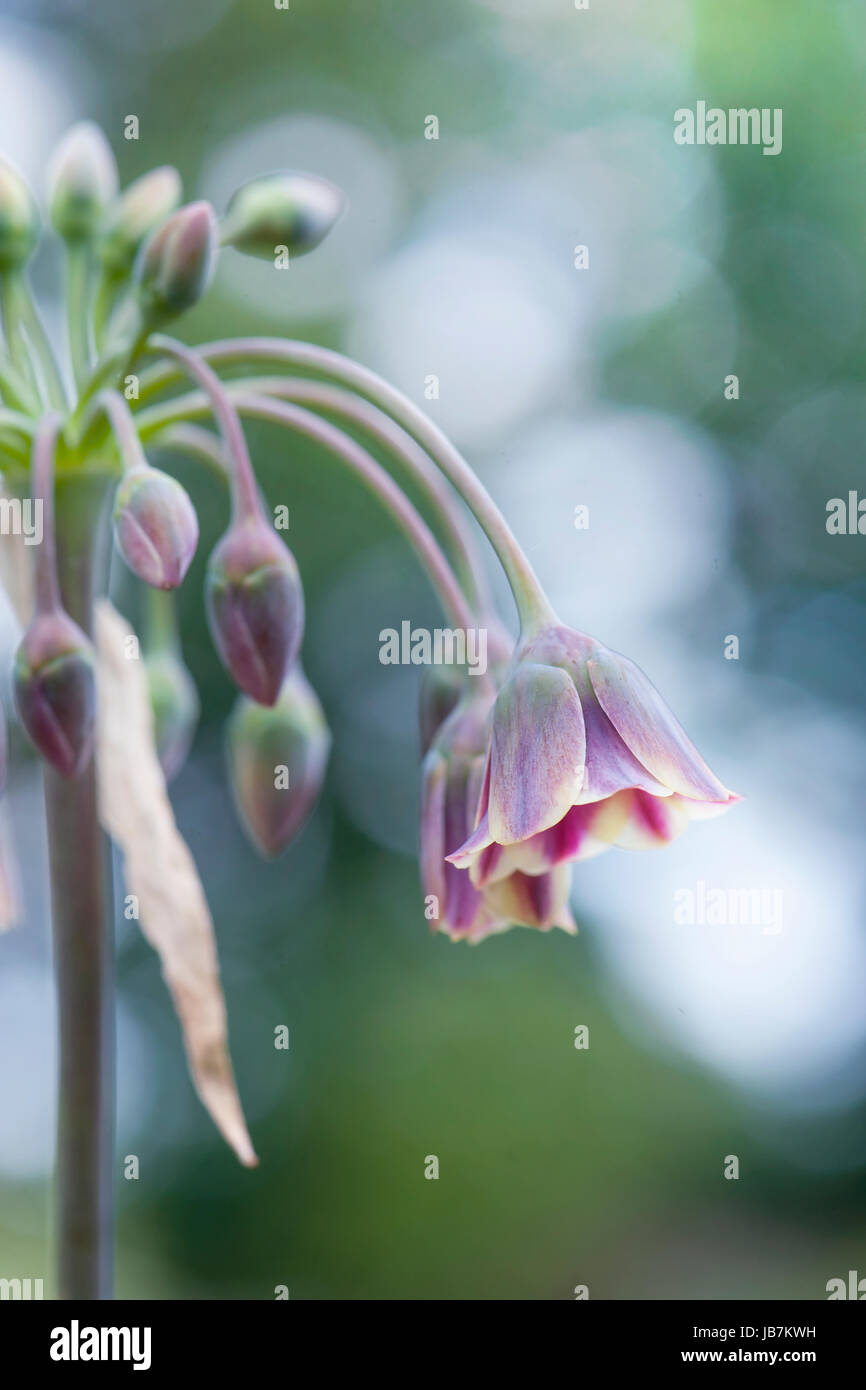Nahaufnahme Bild des Sommers blühen Nectaroscordum Siculum Var Bulgaricum auch bekannt als bulgarische Honig Knoblauch Stockfoto