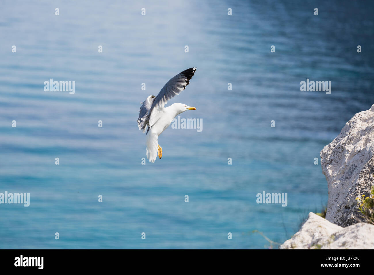 Weiß und Grau, Möwe, Möwen Landung auf einem Felsen in einer Bucht in Großbritannien. An einem sonnigen Tag an der Küste Stockfoto