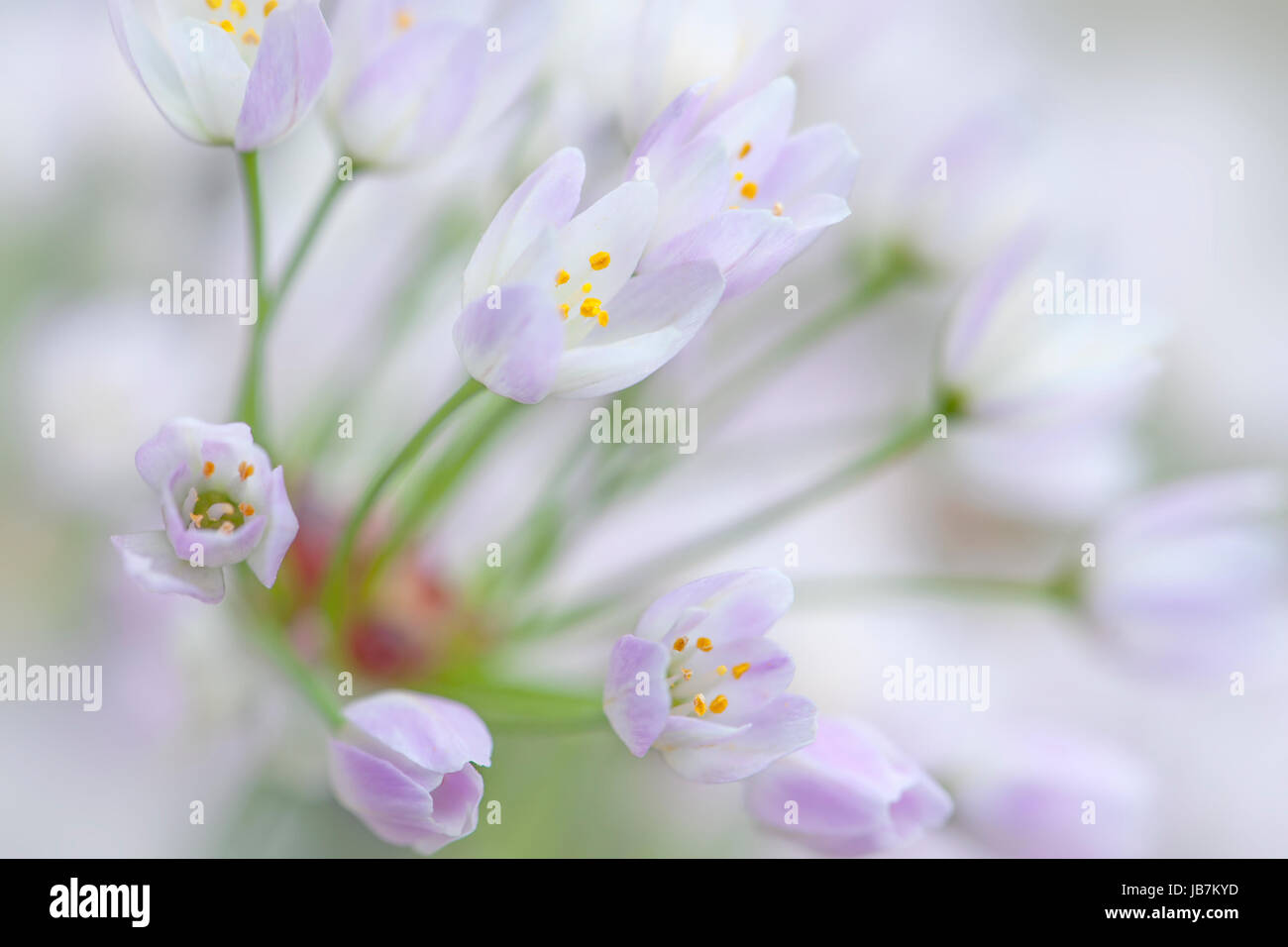 Nahaufnahme von der zarten kleinen Allium Roseum blüht auch bekannt als rosig blühenden Knoblauch oder rosa Knoblauch. Stockfoto
