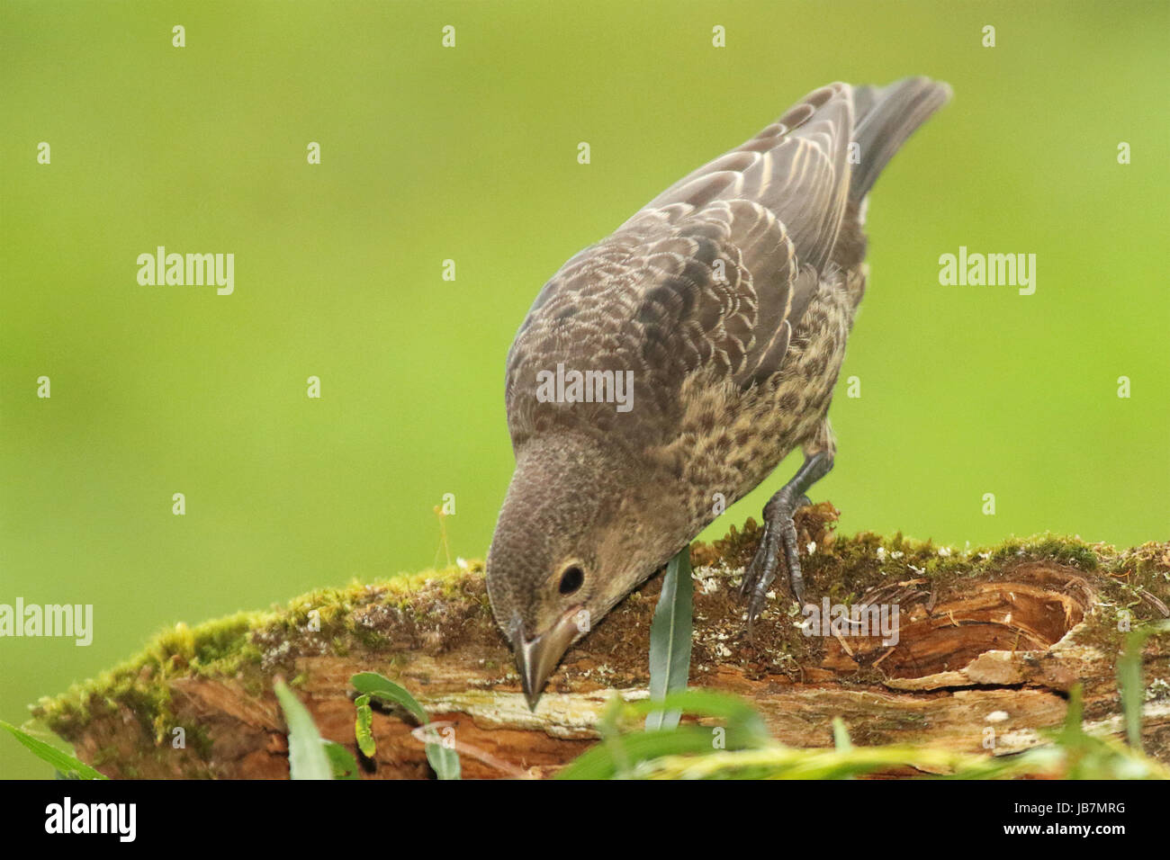 Ein jugendlicher Cowbird nach Nahrung suchen. Stockfoto