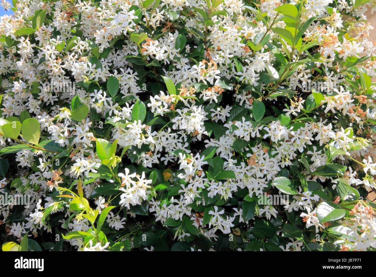 Viele kleine und zarte weiße, klettert ein sonnigen Wand im tropischen Florida fünf Blütenblatt Blüten mit gelbem Zentrum. Stockfoto