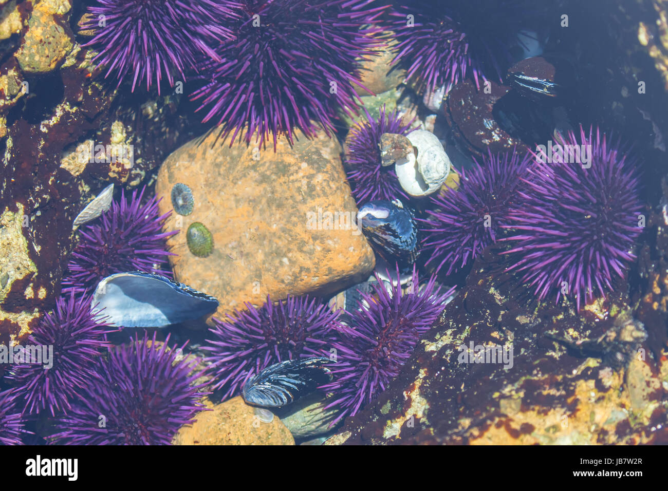 Schwarm von Pacific purple Seeigel (Strongylocentrotus purpuratus) auf dem Meeresboden Stockfoto