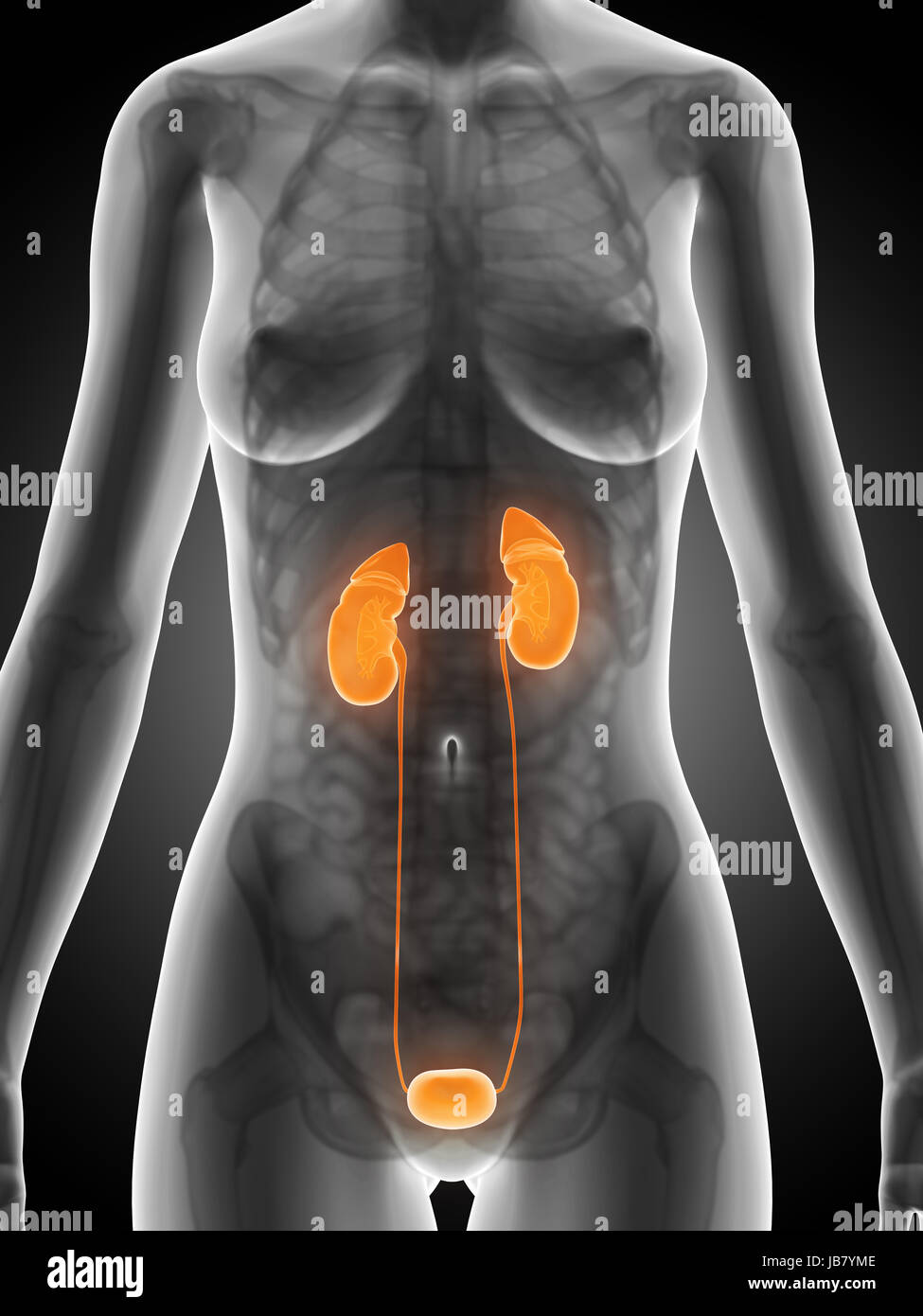 3D gerenderte Darstellung der weiblichen Niere Stockfoto